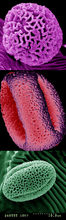 14649 Pollen banner reduced - Cuscuta Pollen morphology