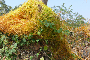 parasitic roots cuscuta