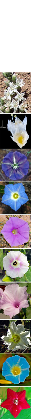 20612 Convolv banner2 - Convolvulaceae (morning glories) of Sonora, Mexico