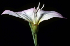 Convolvulus arvensis; Photo credit: Daniel F. Austin (1)
