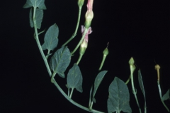 Convolvulus arvensis; Photo credit: Daniel F. Austin (1)
