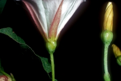 Convolvulus arvensis; Photo credit: Daniel F. Austin (2)