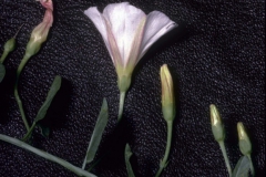 Convolvulus arvensis; Photo credit: Daniel F. Austin (1)