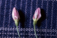 Convolvulus arvensis; Photo credit: Daniel F. Austin (1)
