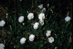 Convolvulus arvensis; Photo credit: Daniel F. Austin (1)