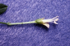Convolvulus arvensis; Photo credit: Daniel F. Austin (1)