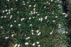 Convolvulus arvensis; Photo credit: Daniel F. Austin (1)