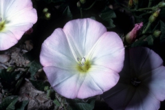 Convolvulus arvensis; Photo credit: Daniel F. Austin (1)