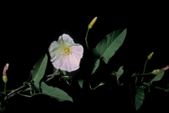 Convolvulus arvensis; Photo credit: Daniel F. Austin 2)