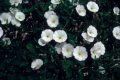 Convolvulus arvensis; Photo credit: Daniel F. Austin (3)