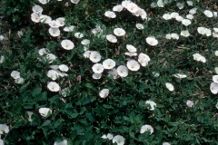 Convolvulus arvensis; Photo credit: Daniel F. Austin (3)