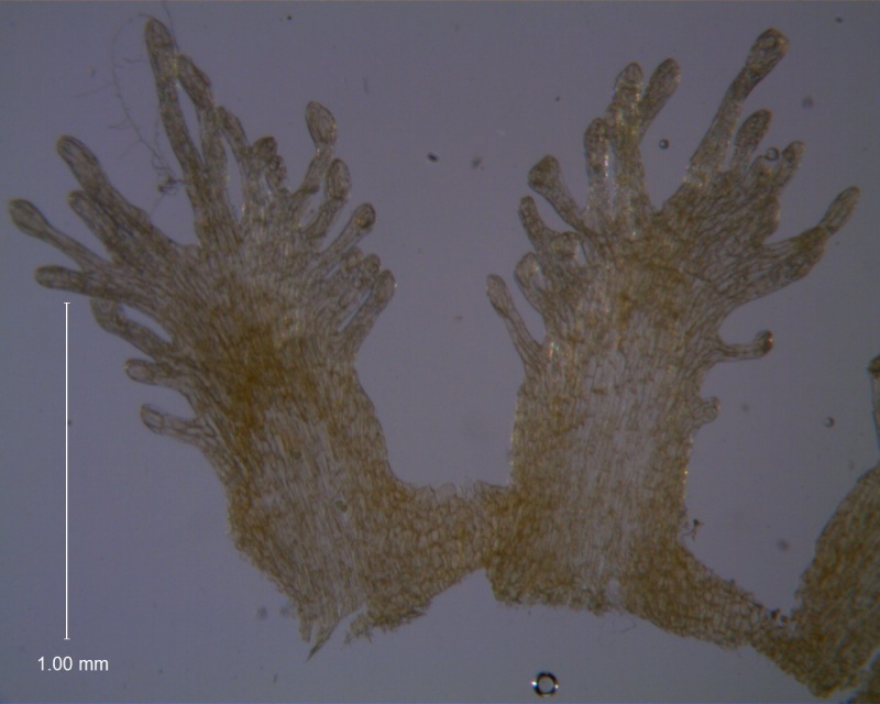 Cuscuta obtusiflora var. glandulosa, infrastaminal scales