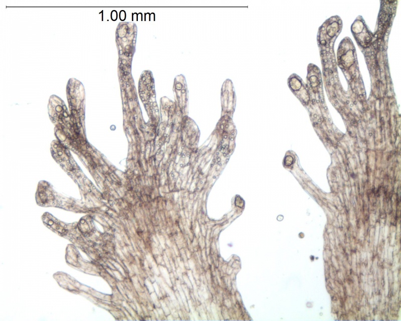 Cuscuta obtusiflora var. glandulosa, infrastaminal scales