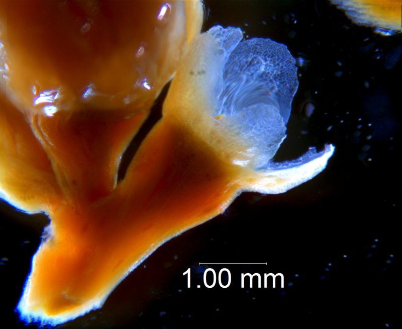 Cuscuta obtusiflora var. glandulosa, calyx 3D