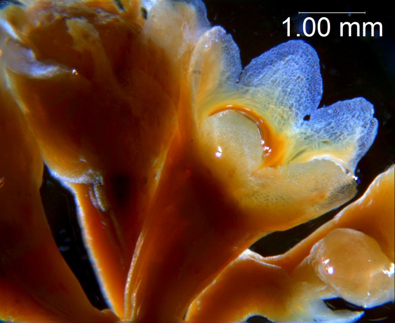 Cuscuta obtusiflora var. glandulosa, calyx 3D