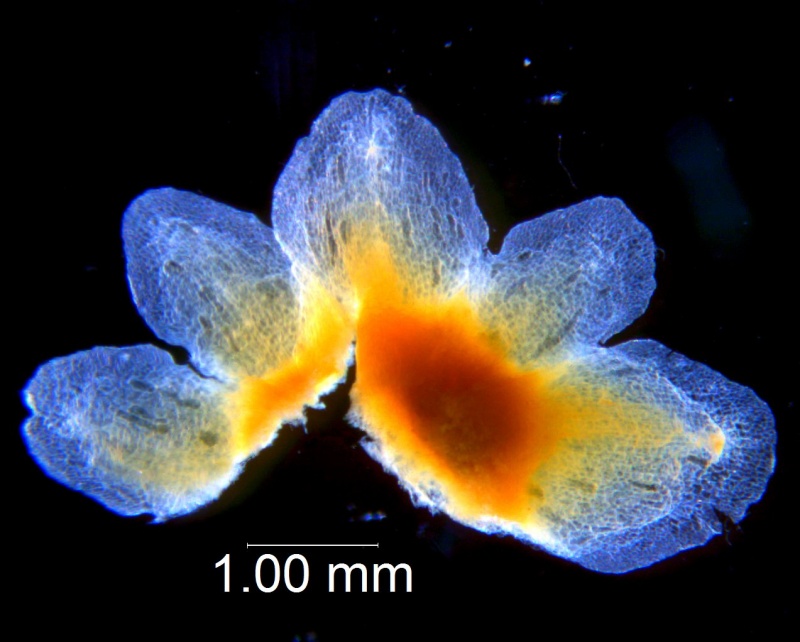 Cuscuta obtusiflora var. glandulosa, calyx dissected