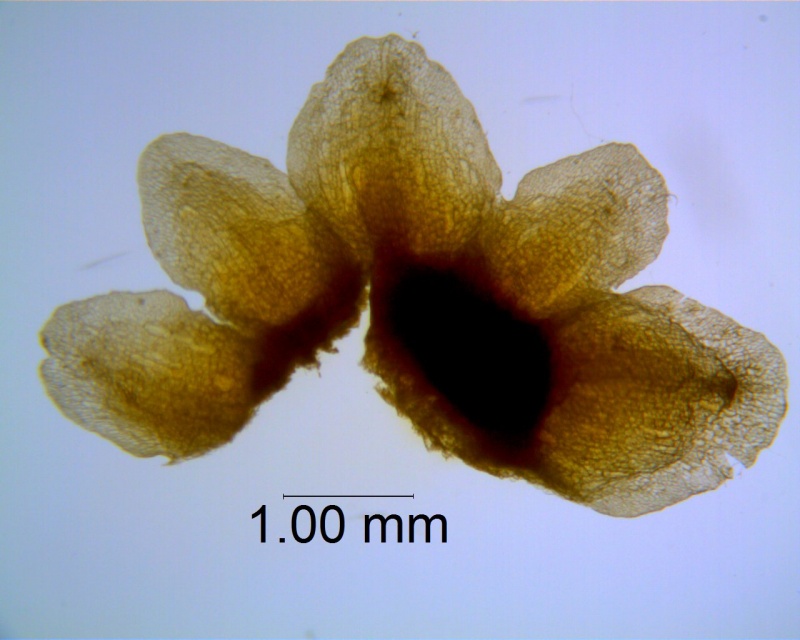 Cuscuta obtusiflora var. glandulosa, calyx dissected