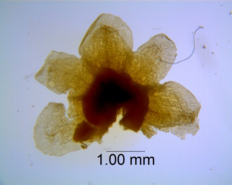 Cuscuta obtusiflora var. glandulosa, calyx dissected