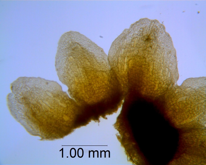 Cuscuta obtusiflora var. glandulosa, calyx dissected