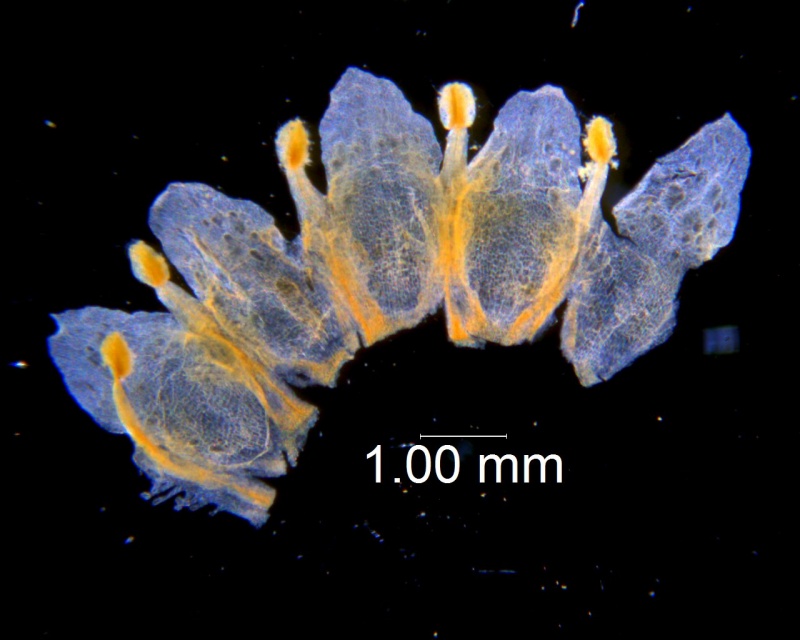 Cuscuta obtusiflora var. glandulosa, corolla dissected