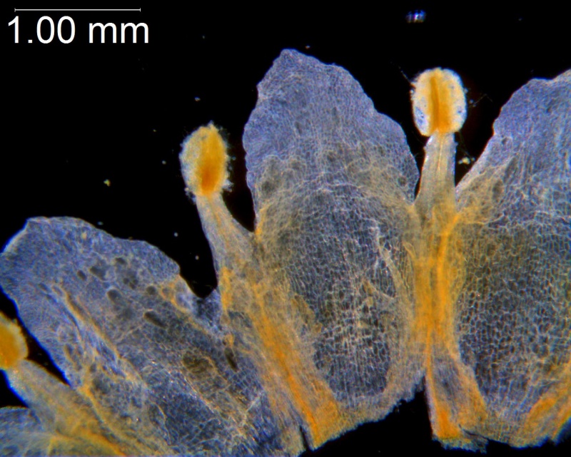 Cuscuta obtusiflora var. glandulosa, corolla dissected