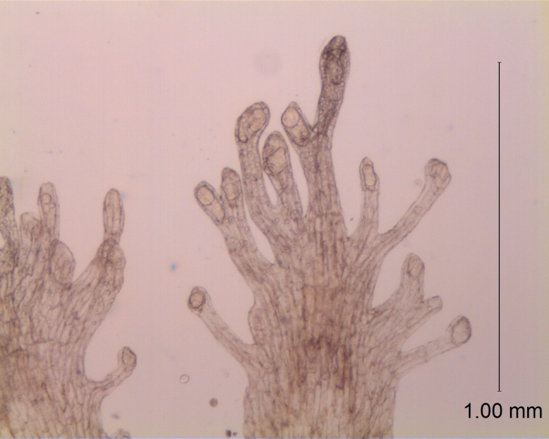 Cuscuta obtusiflora var. glandulosa, infrastaminal scales