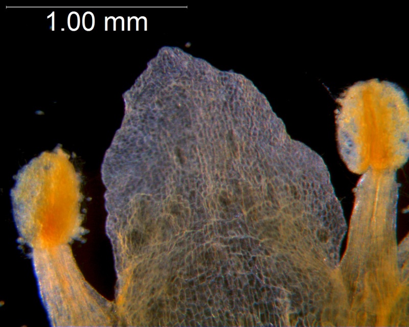 Cuscuta obtusiflora var. glandulosa, corolla lobe and stamens