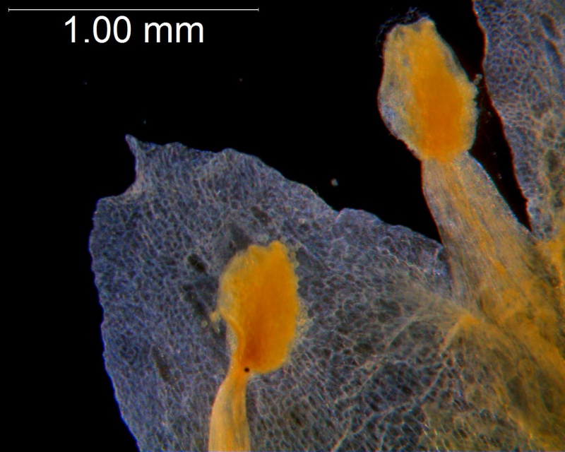 Cuscuta obtusiflora var. glandulosa, corolla lobe and stamens