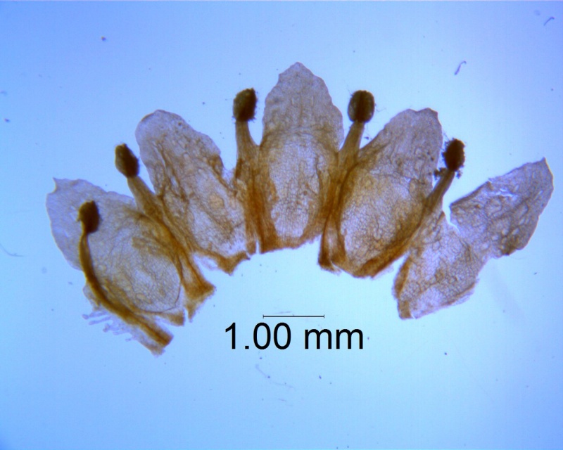 Cuscuta obtusiflora var. glandulosa, corolla dissected