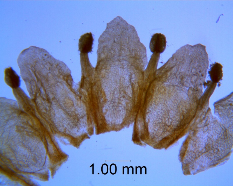 Cuscuta obtusiflora var. glandulosa, corolla dissected