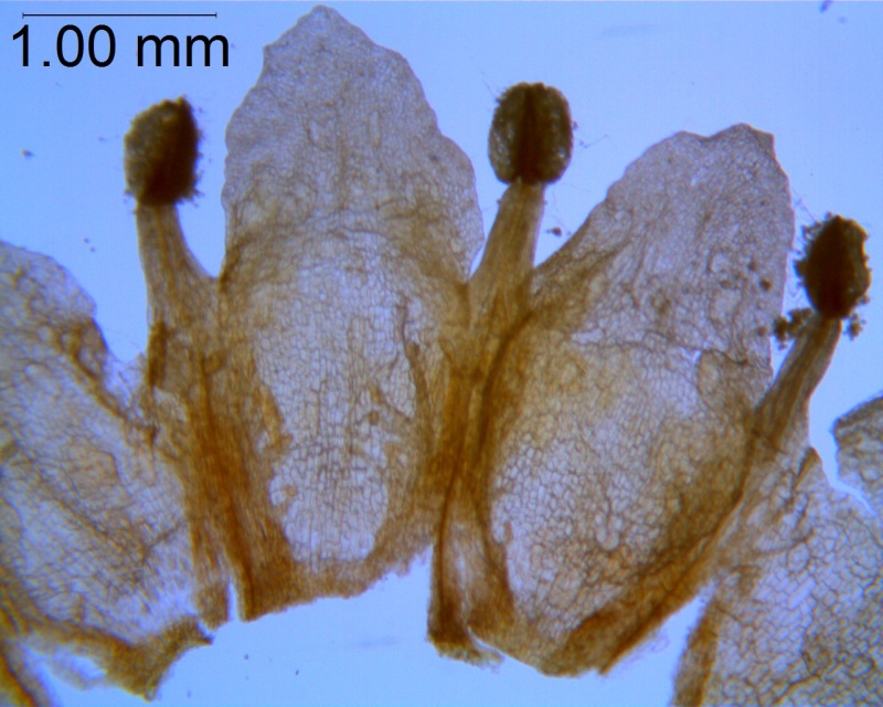 Cuscuta obtusiflora var. glandulosa, corolla dissected