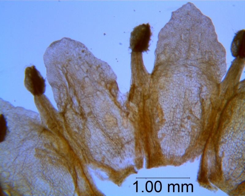 Cuscuta obtusiflora var. glandulosa, corolla dissected