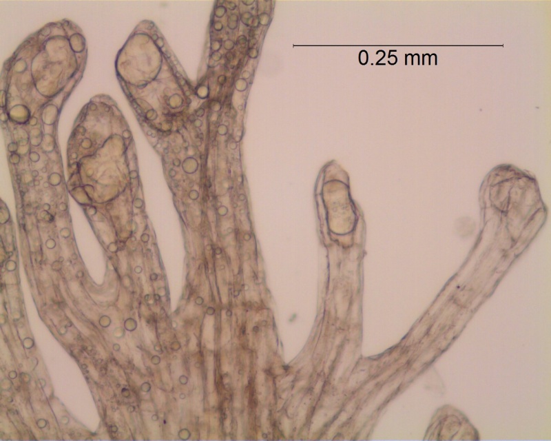 Cuscuta obtusiflora var. glandulosa, infrastaminal scales