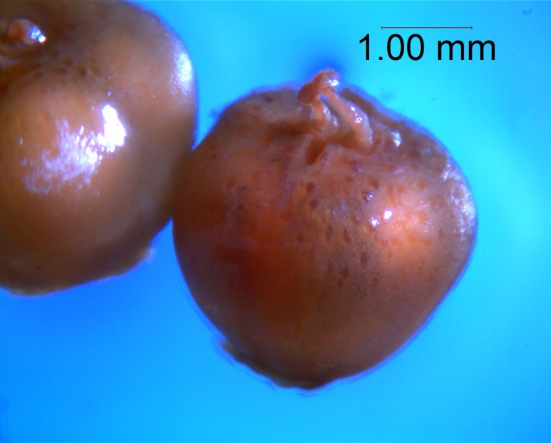 Cuscuta obtusiflora var. glandulosa, capsule