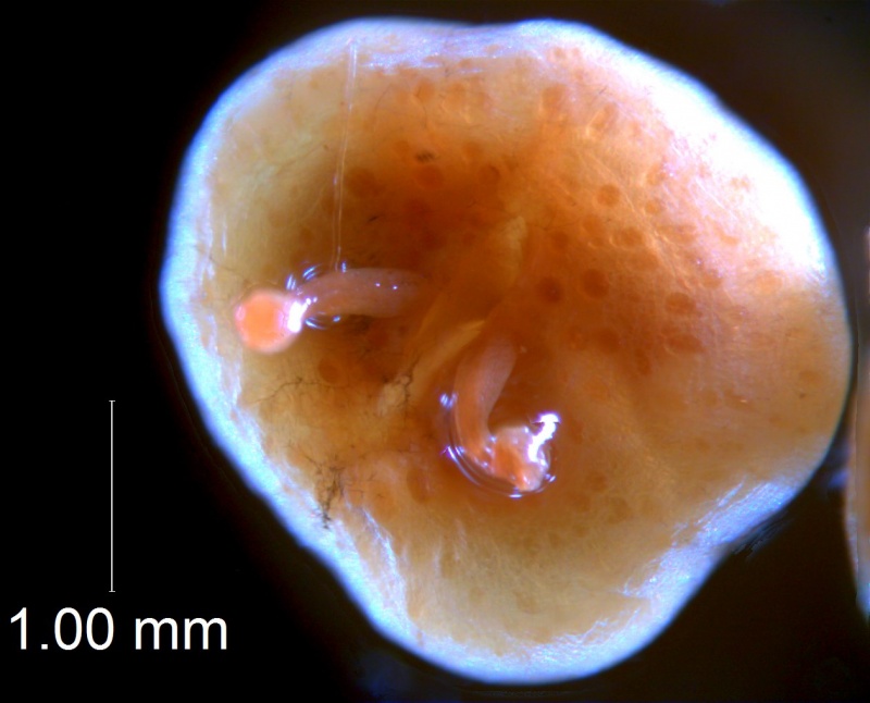 Cuscuta obtusiflora var. glandulosa, capsule