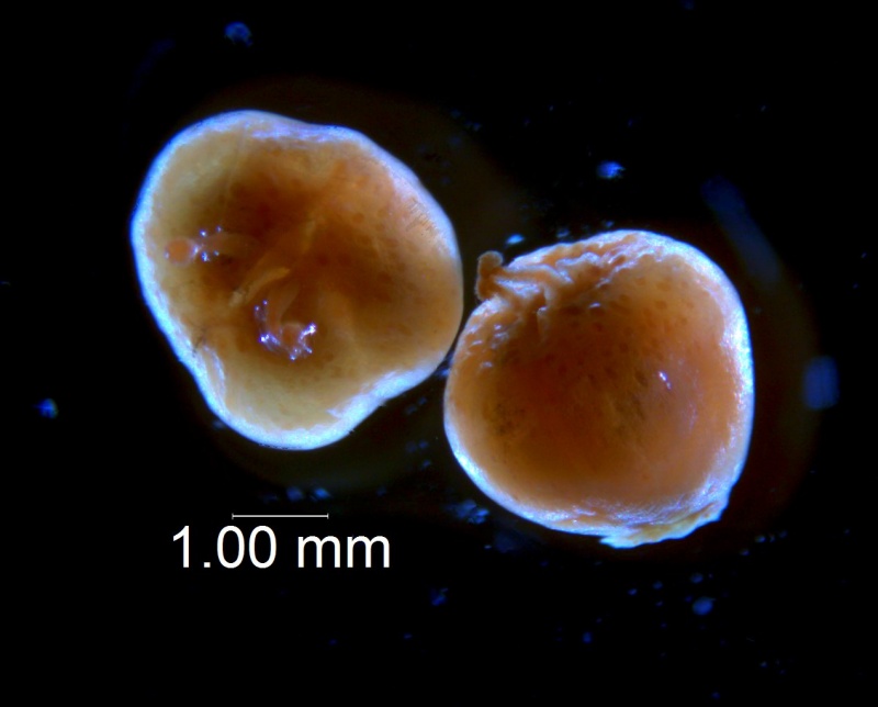 Cuscuta obtusiflora var. glandulosa, capsules