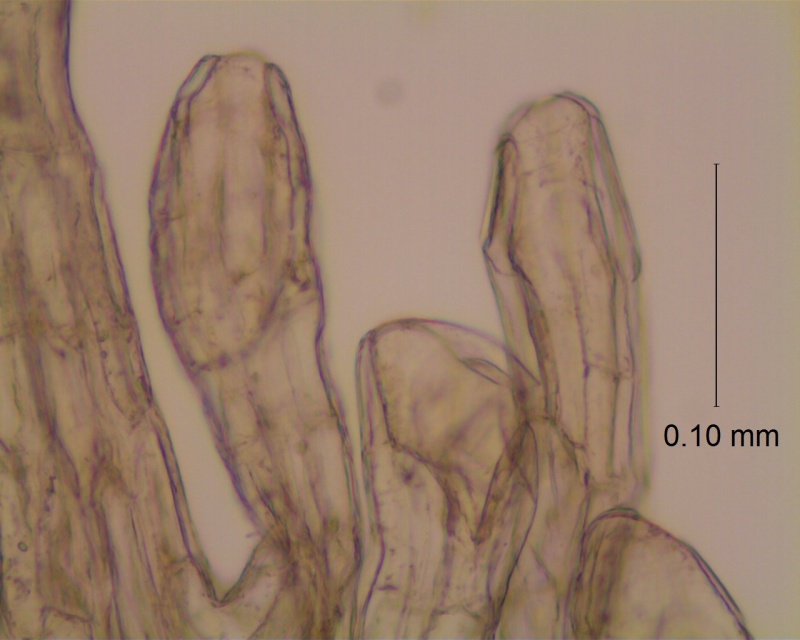 Cuscuta obtusiflora var. glandulosa, infrastaminal scales