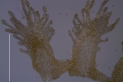 Cuscuta obtusiflora var. glandulosa, infrastaminal scales