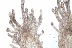 Cuscuta obtusiflora var. glandulosa, infrastaminal scales
