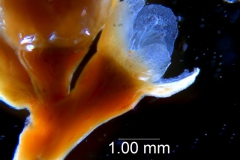 Cuscuta obtusiflora var. glandulosa, calyx 3D