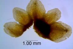 Cuscuta obtusiflora var. glandulosa, calyx dissected