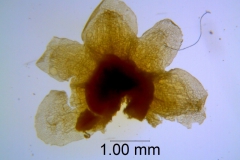 Cuscuta obtusiflora var. glandulosa, calyx dissected
