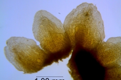 Cuscuta obtusiflora var. glandulosa, calyx dissected