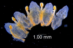 Cuscuta obtusiflora var. glandulosa, corolla dissected