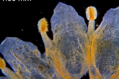 Cuscuta obtusiflora var. glandulosa, corolla dissected