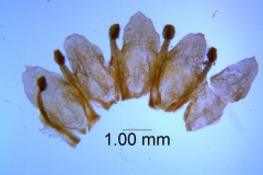 Cuscuta obtusiflora var. glandulosa, corolla dissected