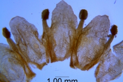 Cuscuta obtusiflora var. glandulosa, corolla dissected