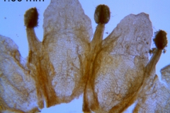 Cuscuta obtusiflora var. glandulosa, corolla dissected