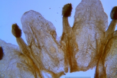 Cuscuta obtusiflora var. glandulosa, corolla dissected