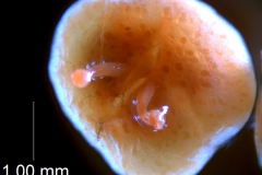 Cuscuta obtusiflora var. glandulosa, capsule